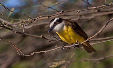 Images of Benteveo Comun and Picabuey ( Great Kiskadee and Cattle Tyrant ) in Argentine winter afternoons.