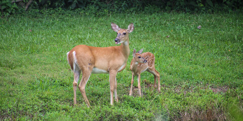 Doe & Fawn