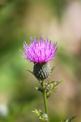 thistle in bloom