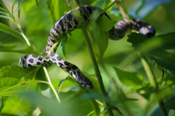 Snake in the Flora