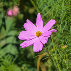 pink cosmos flower