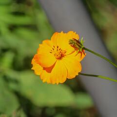 Orange Flower