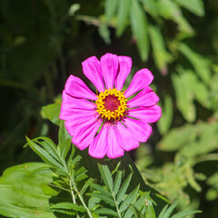 pink cosmos flower