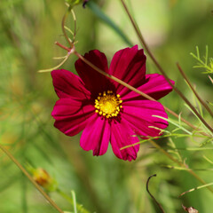 flower in the garden