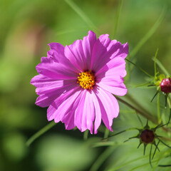 pink flower