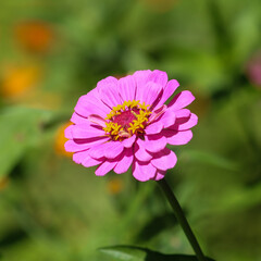 pink cosmos flower