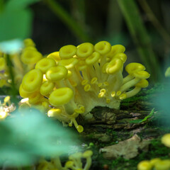 Yellow Oyster Mushrooms