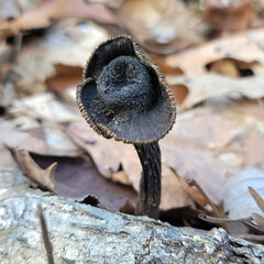 Old Mushroom