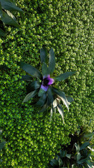 flower in the garden