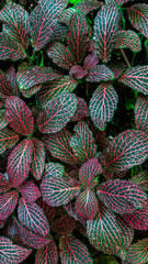 Pink & Green Leaves