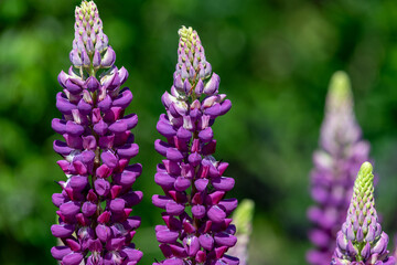 Obraz premium Pink lupin flowers in bloom