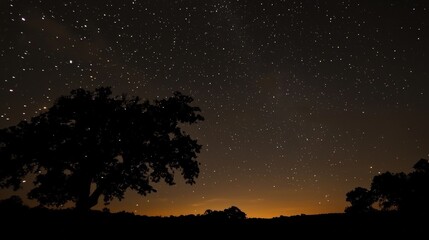 Naklejka premium Timelapse of Stars Trailing Across the Night Sky with Silhouette of Trees Generative AI