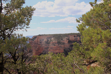 Pine (Cupressus sargentii) in the Grand Canyon.