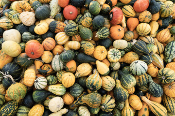 Bunte Zierkürbisse auf einem Herbstmarkt