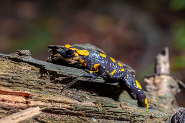 Salamandra plamista © Michal Przystas