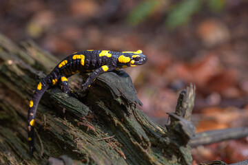 Salamandra plamista © Michal Przystas