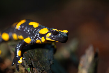 Salamandra plamista