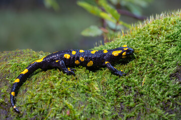 Salamandra plamista