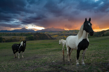 horse at sunset