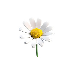 Single daisy flower isolated on white background