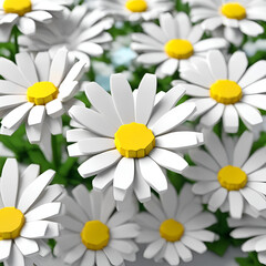 Daisy blooms in a white field under the summer sun