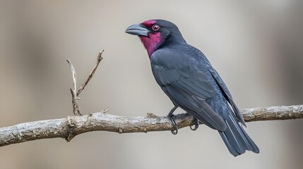 Fototapeta premium Purple-throated Fruitcrow Bird Perched on a Branch in Nature, Wallpaper, Cover and Screen for Smartphone, PC, Laptop, 9:16 and 16:9 Format