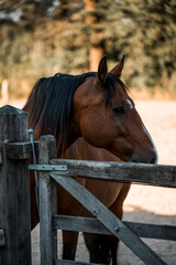 Obraz premium brown horse with a white blaze pretty equine