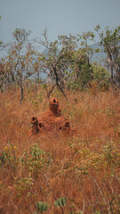 Chapada Veadeiros Cerrado Paisagem Rios Seca Goi&aacute;s Brasil Ecoturismo Natureza Trilha Montanhas Conserva&ccedil;&atilde;o Aventura Caminhada Vida Selvagem Flora Fauna Vegeta&ccedil;&atilde;o Rochas Cachoeiras Turismo Trekking