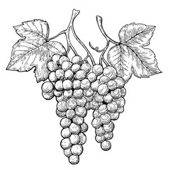 Line art drawing of grape leaf vine. 