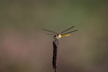 Beautiful dragonfly perched on a branch