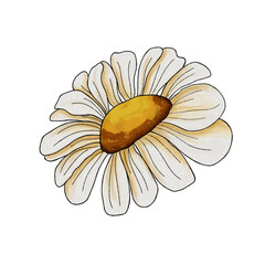 Chamomile, hand-drawn, on a transparent background, wildflowers, medicinal chamomile