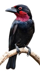 Fototapeta premium Purple-throated Fruitcrow Bird Perched on a Branch on White Background, Wallpaper, Cover and Screen for Smartphone, PC, Laptop, 9:16 and 16:9 Format