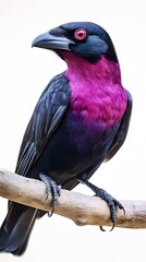 Obraz premium Purple-throated Fruitcrow Bird Perched on a Branch on White Background, Wallpaper, Cover and Screen for Smartphone, PC, Laptop, 9:16 and 16:9 Format
