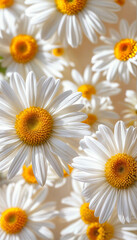 Fototapeta premium Daisies background. White chamomiles. Screensaver for smartphone