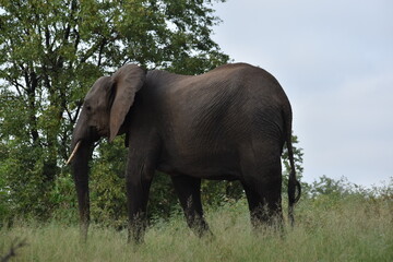 Elephant walking in bushes 