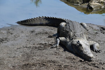 Crocodile laying next to body of water
