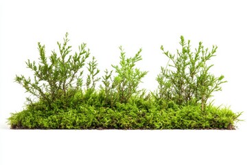 Obraz premium Lush greenery features small shrubs growing alongside vibrant moss, highlighting a healthy ecosystem in a bright environment