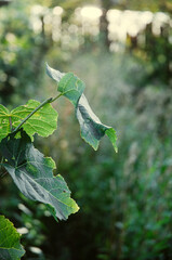 leaf with water drops