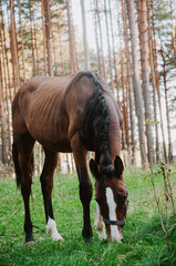 horse eating grass