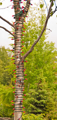 Fototapeta premium A tree with red lights over green background.