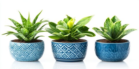 Fototapeta premium Three distinct potted plants in decorative containers showcase vibrant green foliage against a clean white backdrop