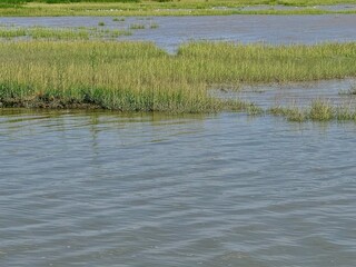 natural landscape of a swamp in the Gironde estuary on a summer day with its vegetation in the water and its wildlife
