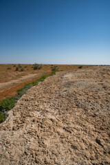 Green Bush Line Dividing Salt Land and Brown Grass in Azraq, Jordan, Environmental Contrast