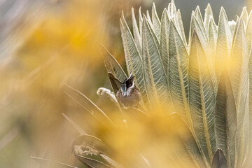 Barbudito de Páramo entre frailejones © OmarJavier