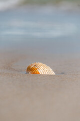 Seashell on the beach in the sand