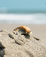 Obraz premium Seashell on the beach in the sand