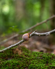 Snail Crawling on a twig in the forest