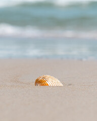 Seashell on the beach in the sand