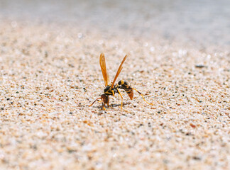 Closeup of Yellow Jacket on the Beach