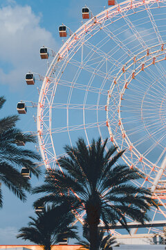 Ferris Wheel and Palm Trees in Florida